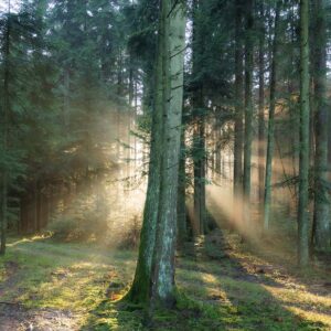 innere-meisterschaft-hintergrund-wald