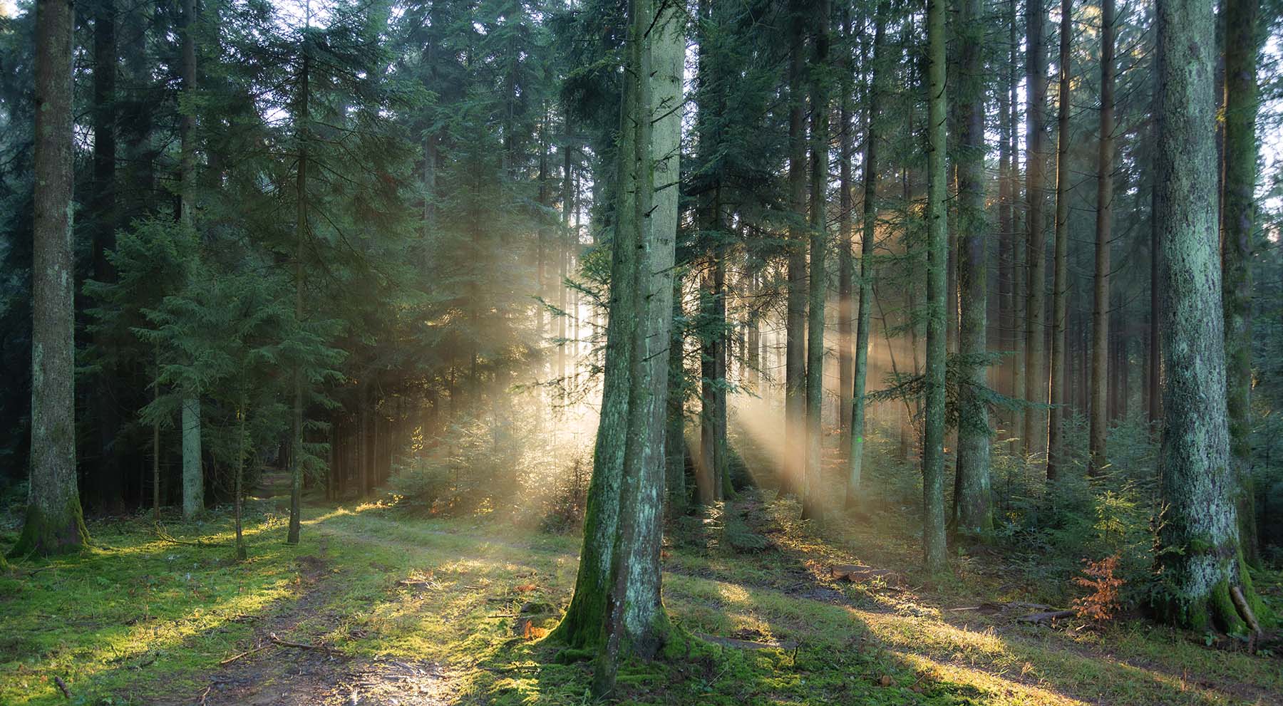 innere-meisterschaft-hintergrund-wald