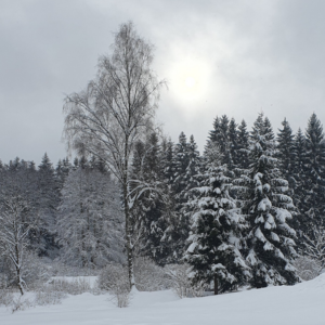 LEBENSKRAFT Winter-Seminar